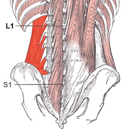 musculo cuadrado lumbar